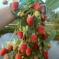 Саженец  малина Маравилла (Малиновое дерево)